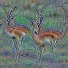 n02423022 gazelle